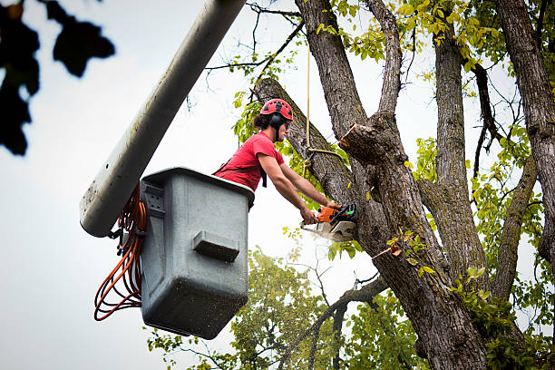 Best Tree Removal Contractors  in Tobaccoville, NC